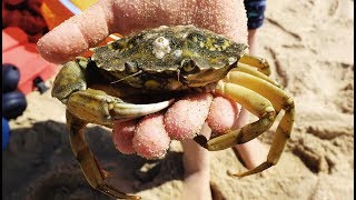 Carcinus maenas  Strandkrabben  Shore Crabs [upl. by Apps92]