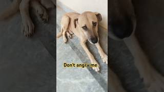 Thats one dog 🐶 edits phonk angry remix dog music dogs [upl. by Feeney]