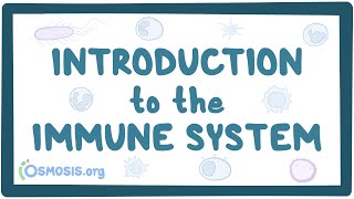 Introduction to the immune system [upl. by Dur]