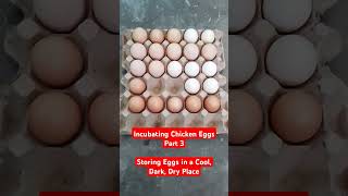 Incubating Chicken Eggs Part 3  Storing Eggs in a Cool Dark Dry Place [upl. by Bisset458]