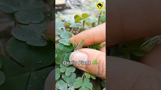 Oxalis Plant Ballistic Dispersal Mechanism amazingfacts [upl. by Helbona]