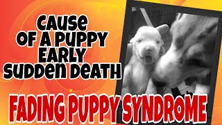 Cause of a puppy early sudden death  about Fading Puppy Syndrome you need to know [upl. by Toby196]