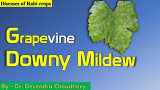 diseases of grapevine  Downy Mildew [upl. by Eve]