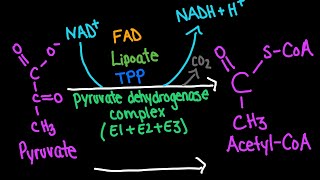 Pyruvate Dehydrogenase Complex Mechanism  Biochemistry [upl. by Llenwad]