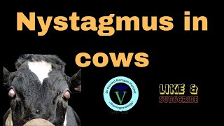 Unraveling Nystagmus Understanding Eye Movement in Cows I GNP Sir [upl. by Muir772]