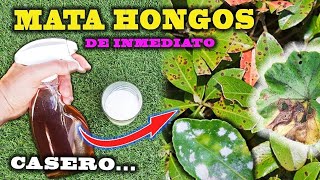 SOLUCIÓN DEFINITIVA a los HONGOS con este FUNGICIDA CASERO para plantas [upl. by Guyon]