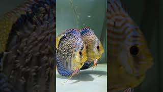 🧚🏼‍♀️Mother and Father Love ❤️  Discus fish babys  shorts discusfish shortsfeed [upl. by Ecined]