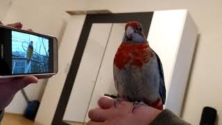 Rosella Parrot Sing With Phone [upl. by Attolrahc]