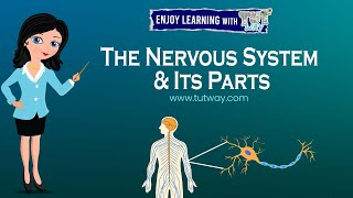 Nervous System  Peripheral amp Central Nervous System  Parts of Nervous System  Neurons  Science [upl. by Choo]