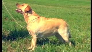 The Labrador  Pet Dog Documentary English [upl. by Eleanor]