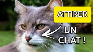 Bruit pour Attirer les Chats  Garantie [upl. by Niamor]