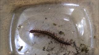 Malaysian Cherry Red Centipede Scolopendra dehaani Rehousing [upl. by Alletsirhc]