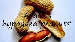 How to pronounce Arachis hypogaeaquotpeanutsquot in English [upl. by Anirbak]