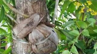 Growing orchids on a mango tree oncidium and dendrobium [upl. by Atinod]