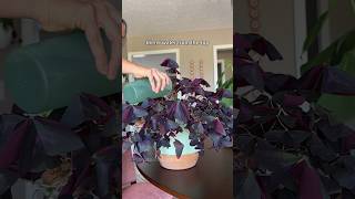 How I care for my oxalis triangularis oxalistriangularis plantcare [upl. by Tull]