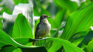 Codobatura galbena juvenil Yellow wagtail Motacilla flava [upl. by Dorsy817]