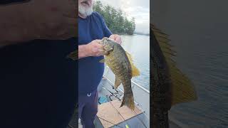 BIG SMALLMOUTH AT SQUAM LAKE fishing fatalbert smallmouthbass NH [upl. by Arivle375]