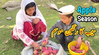 Process Of Collecting amp Storing Ripe Apples In Gilgit Baltistan Pakistan 🍎 [upl. by Wenoa270]