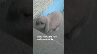 Bunny ran up the stairs and come over うさぎが階段を登って飼い主のもとへくる動画 bunny cutebunny うさぎのいる暮らし [upl. by Yroj161]