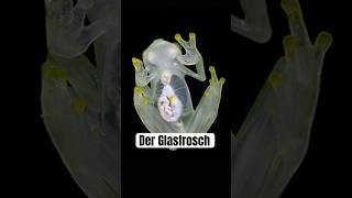 Der faszinierende Glasfrosch wissenswert biologie tierfakten fakten frosch natur tiere [upl. by Ert683]