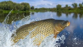 Float Fishing for Carp A Beginner’s Guide to Success [upl. by Annayt]