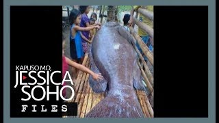 KMJS Mystery behind Antiques giant grouper fish explained [upl. by Yeldud]