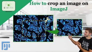 How to CROP an IMAGE on ImageJ imageanalysis imagej crop science tutorial [upl. by Lynnelle]