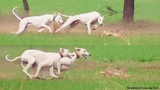 sloughi dog hunting  rabbit hunting with dogs  greyhound vs hare [upl. by Foster]