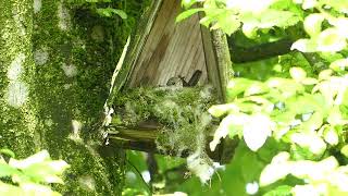 Grey flycatcher female in nest  Grauschnäpper Weibchen im Nest [upl. by Oreves912]