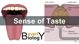 Sense of taste [upl. by Akener]