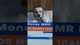 funny catie comedy catee dog caty labrador catty doglover [upl. by Raffaj]