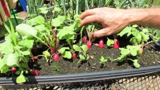 Grow Full Size Radishes in Seed Flats 12 Inches of Soil TRG 2016 [upl. by Akinod]