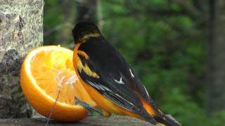 NorthernBaltimore Oriole male eating an orange [upl. by Neeli557]