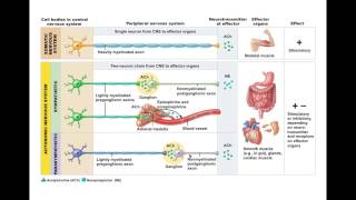 Nervous system central amp peripheral  Control amp Coordination  Biology  Khan Academy [upl. by Uhej]