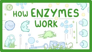 GCSE Biology  What are Enzymes [upl. by Elyssa]