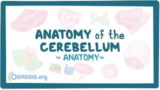 Anatomy of the cerebellum [upl. by Kegan]