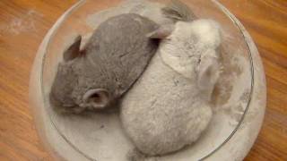 Chinchilla Dust Bath  Babys First Time [upl. by Thorvald]