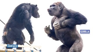 Gorilla Shows Off His Strength To Chimpanzees  The Shabani Group [upl. by Matthia485]