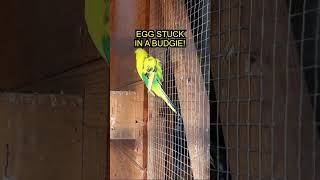 Budgie has an egg stuck inside youtubeshorts fyp youtube shorts aviary birds [upl. by Rinee]