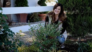 Planting Proud Berry Coral Berry  Garden Answer [upl. by Nealon]