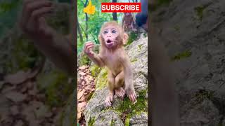 hungry baby monkey asking for food shortsviral hungry monkeyvideo [upl. by Fairfax]