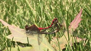 dragon flies Breeding [upl. by Anirtac]