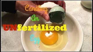 Candling An Unfertilized EggDay 10 [upl. by Pegg]