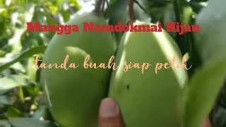 Panen Mangga Namdokmai  Tanda Buah Matang [upl. by Siramad]