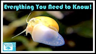 Mystery Snail Care and Breeding Your Friendly Neighborhood Algae Eater [upl. by Clemmy273]