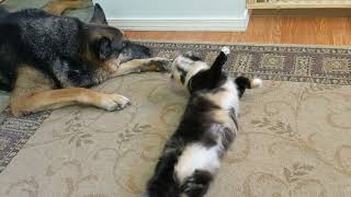 Mama Kitty loves the German Shepherd [upl. by Anastos]