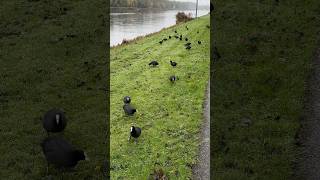 meerkoet a lot of coots eating grass birds amsterdam bos forest nederland netherlands [upl. by Ike388]