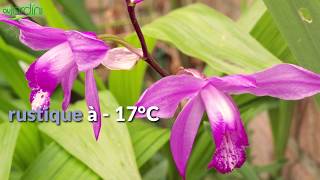 Comment MULTIPLIER lORCHIDÉE de jardin BLETILLA STRIATA [upl. by Anit]