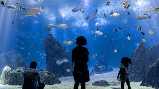 Visit the Worlds Best Aquarium in Lisbon 🌊🤩 [upl. by Mazur]