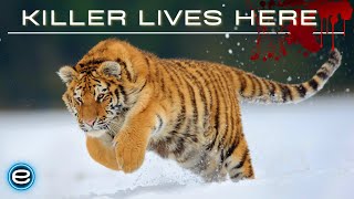 Russias Wild Tiger  The Incredible Big Cat  Wildlife documentary [upl. by Notsecnirp]